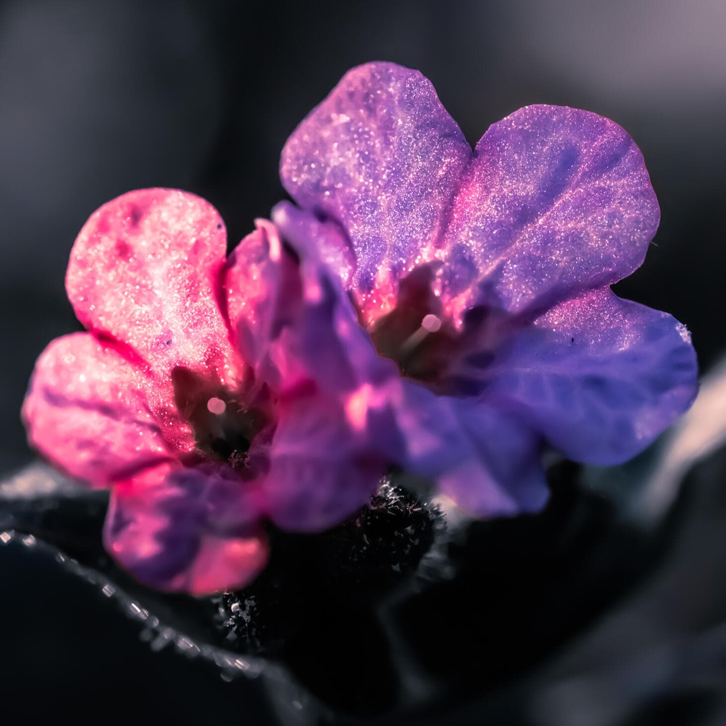 Fotografie macro cu două flori mici, roz și violet, acoperite de sclipiri fine de rouă